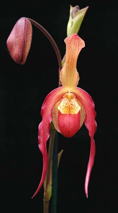 Phragmipedium caudatum