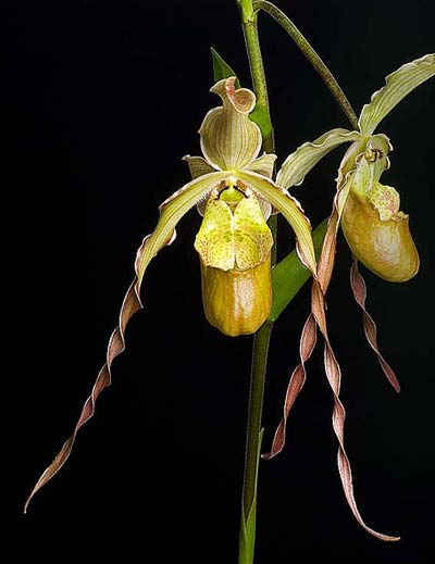 Phragmipedium caudatum