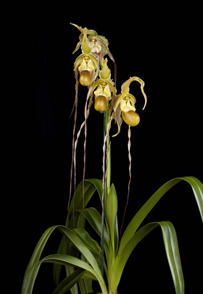 Phragmipedium caudatum