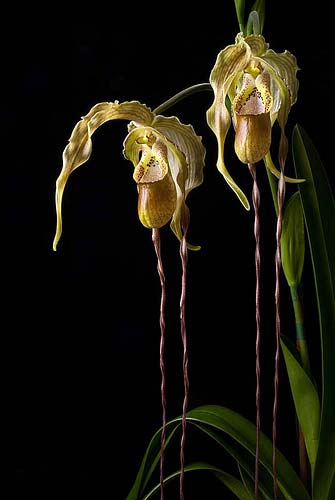 Phragmipedium caudatum