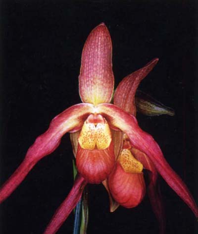 Phragmipedium caudatum