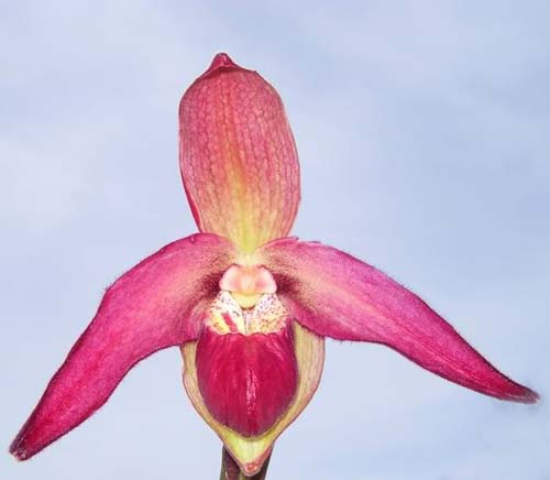 Phragmipedium caudatum