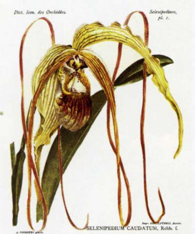 Phragmipedium caudatum