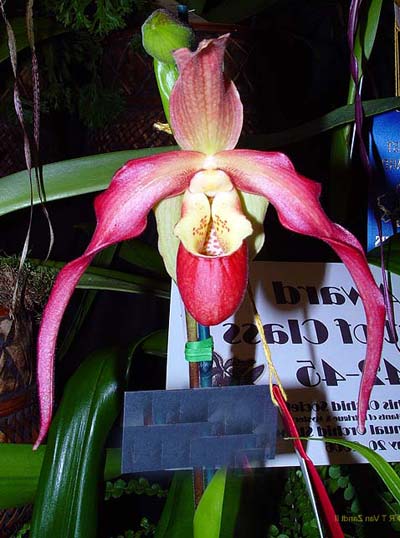 Phragmipedium caudatum