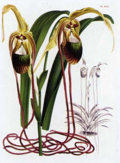 Phragmipedium caudatum