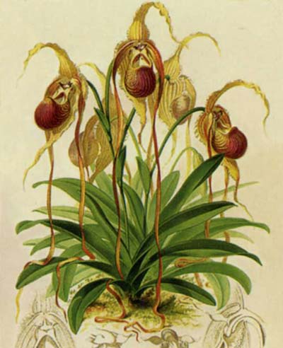 Phragmipedium caudatum