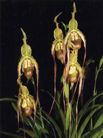 Phragmipedium caudatum