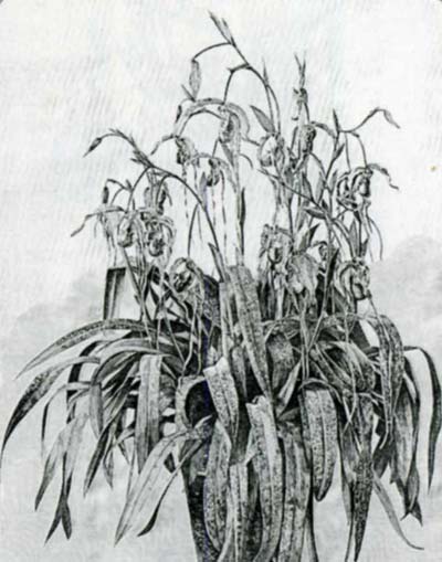 Phragmipedium caudatum