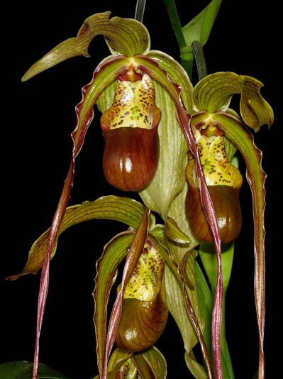 Phragmipedium caudatum
