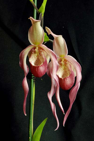 Phragmipedium caudatum