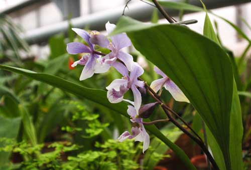 Acacallis cyanea x Paradisanthus micranthus