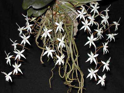 Aerangis stylosa