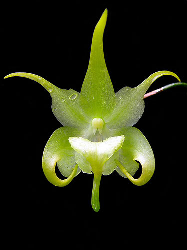 Aeranthes Grandiose (grandiflora x ramosa)