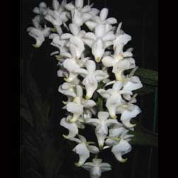 Aerides quinquevulnera var. farmeri