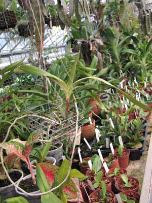 Aerides quinquevulnera var. farmeri