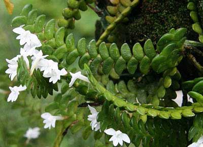 Angraecum distichum