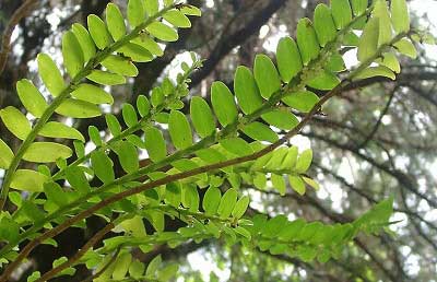 Appendicula formosana