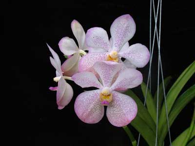 Aranda Chao Phaya Beauty