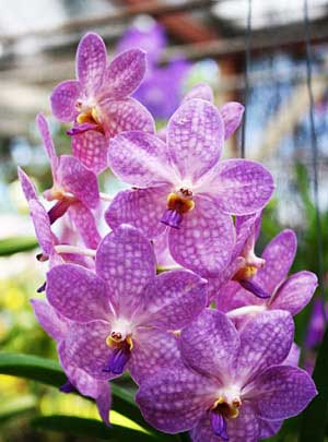 Ascocenda Korb Fah x coerulea
