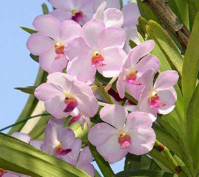 Ascocenda Tubtim Velvet