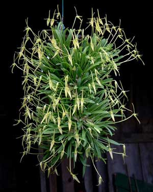 Barbosella cucullata