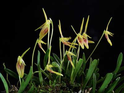 Barbosella prorepens
