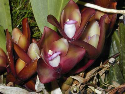 Bifrenaria atropurpurea