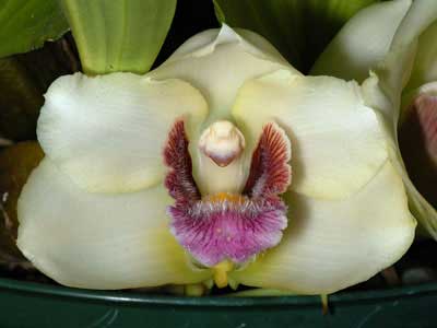 Bifrenaria harrisoniae