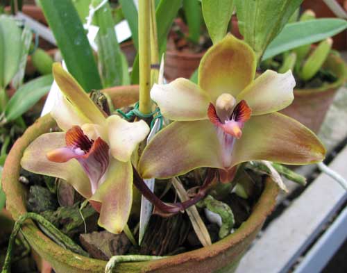 Bifrenaria melicolor
