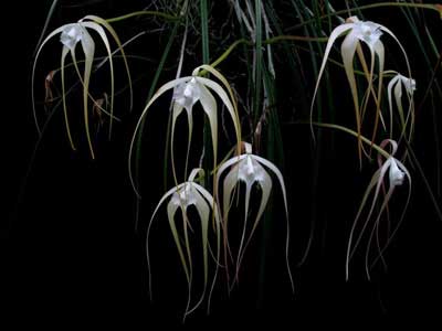 Brassavola cucullata