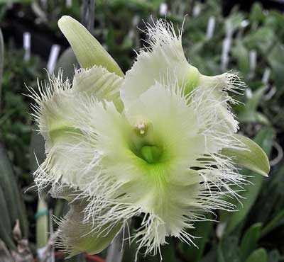 Brassavola digbyana var. fimbripetala