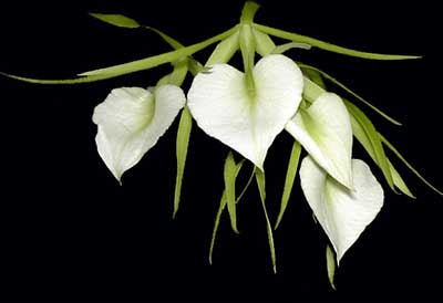 Brassavola nodosa