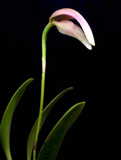 Bulbophyllum antenniferum
