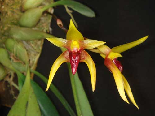 Bulbophyllum cootesii