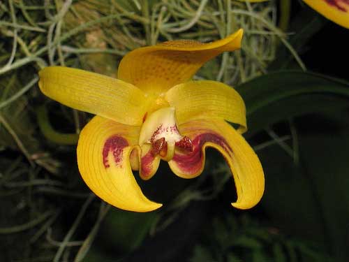 Bulbophyllum dearei
