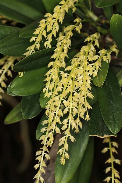 Bulbophyllum escritorii