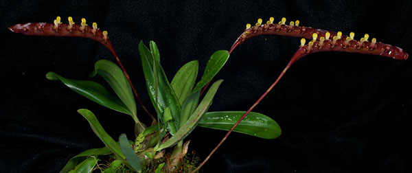 Bulbophyllum falcatum