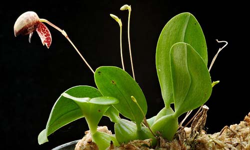Bulbophyllum maquilingense