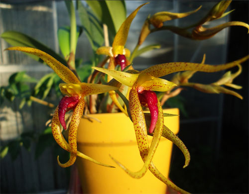 Bulbophyllum papulosum