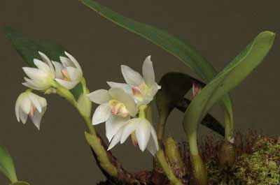 Bulbophyllum santosii