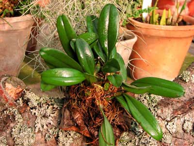 Bulbophyllum viridiflavum