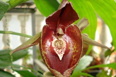 Catasetum (Alex Pardo x Orchidglade)