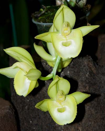 Catasetum (saccatum x pileatum amarelo)