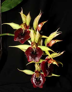 Catasetum (schmidtianum x Orchidglade)