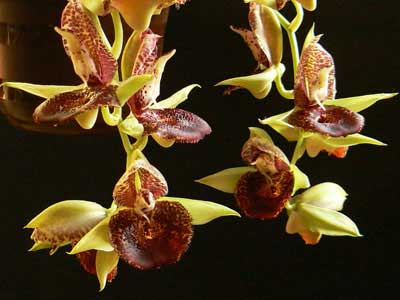 Catasetum (schmidtianum x 'Penang')