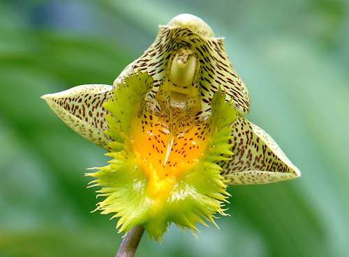 Catasetum fimbriatum 'Golden Horizon'