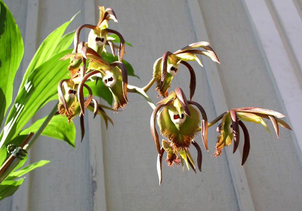 Catasetum incurvum