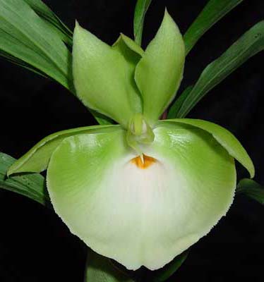 Catasetum pileatum 'Jumbo Green Gold'