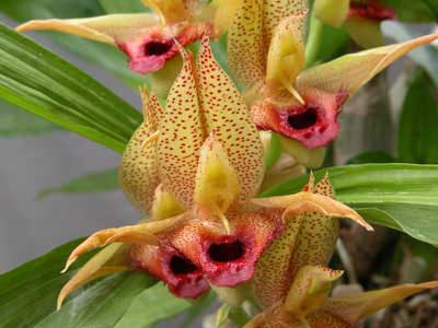 Catasetum schmidtianum