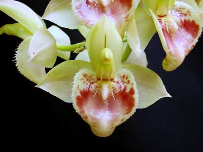 Catasetum spitzii (tipo x albo)
